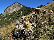 24 Carlina bianca (Carlina acaulis) con vista sul Pizzo Badile